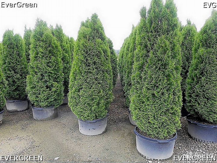 Туи смарагд