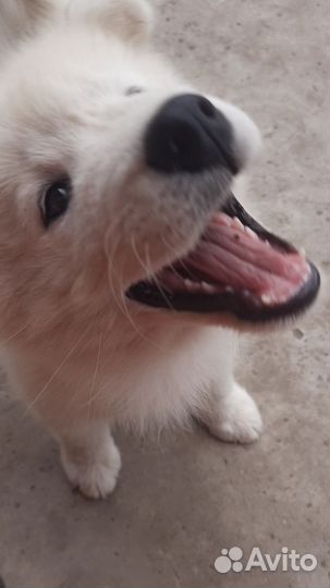 Самоед щенки