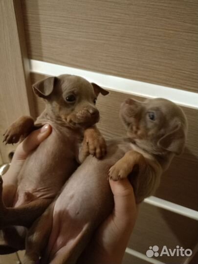 Щенки русский той-терьер