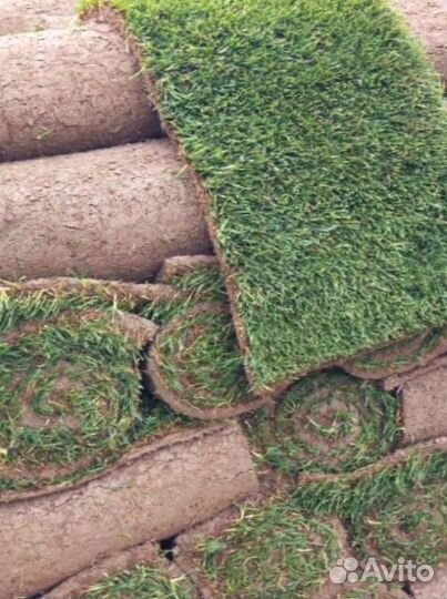 Рулонный газон