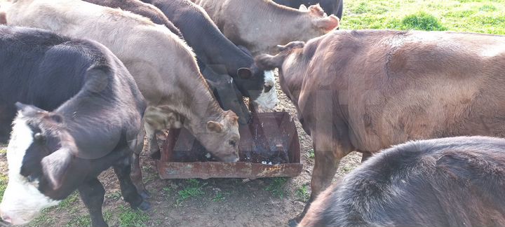 Участок 300 га (СНТ, ДНП)