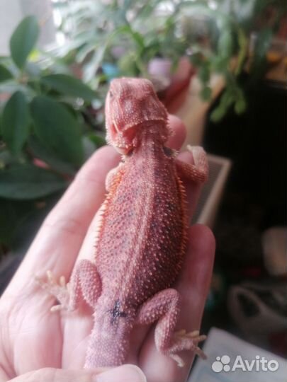 Бородатая агама малыши