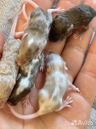 Мышки сатиновые и кудряшки(рексы) тексельные