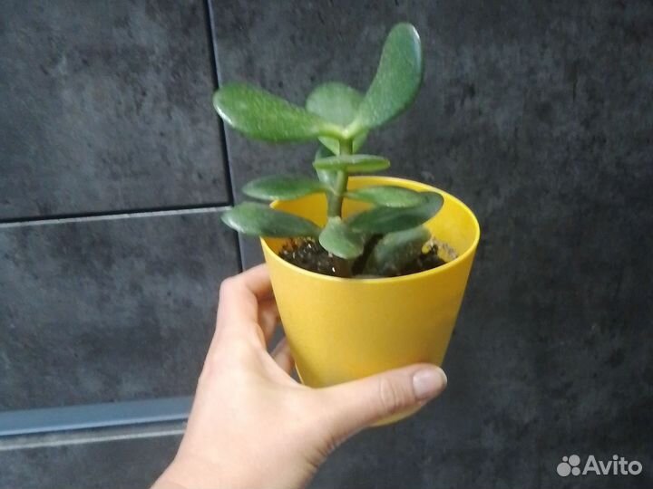 Всё по одной цене