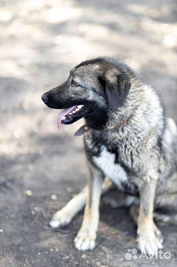 Ищу дом для собаки