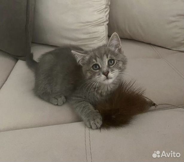 Котенок-мальчик