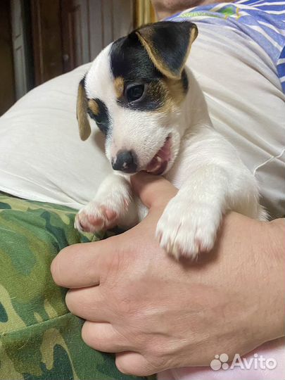 Щенки джек рассел терьер гладкошерстный