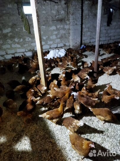 Куры молодки