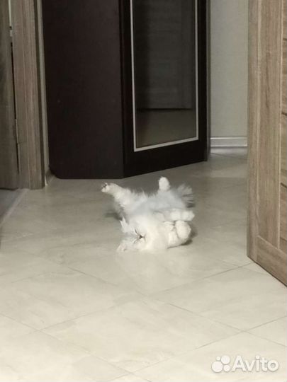 Шотландский кот вязка