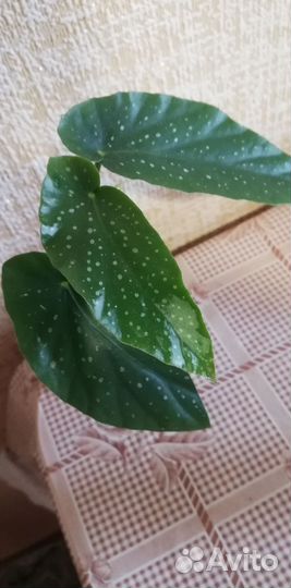 Сингониум, бегонии