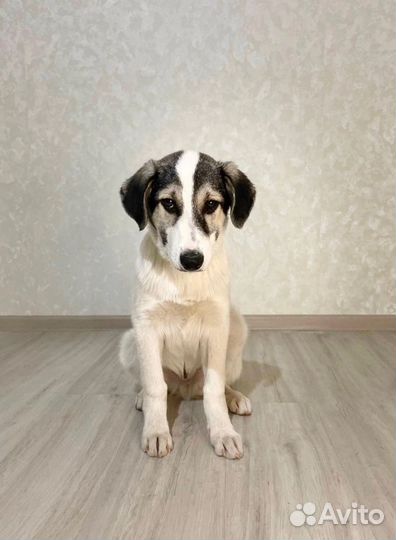 Щенок мальчик