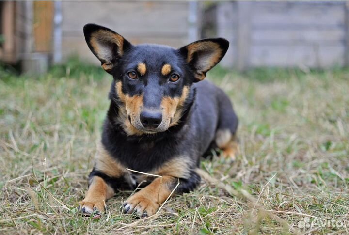 Собака полутакса