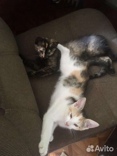 Котята-девчата. 2,5 месяца. Стерилизация в подарок