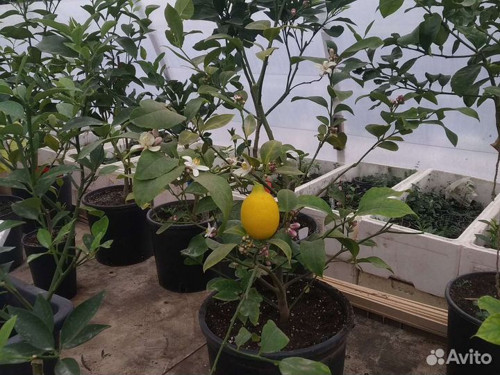 Саженцы домашнего лимона Мейер в Симферополе