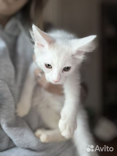 Котята мейн-кун метис