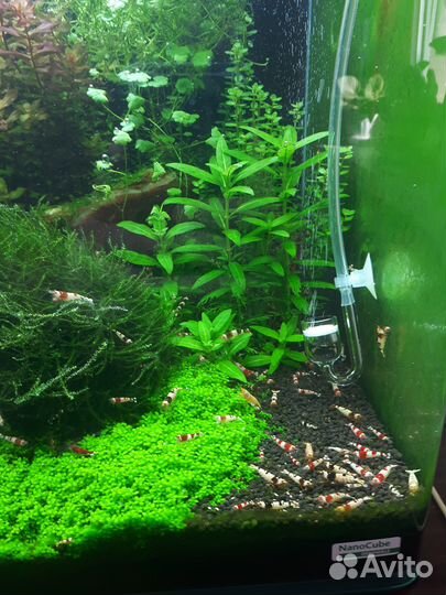 Аквариумные креветки кристалл