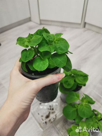 Рассада петунии Крупноцветковая