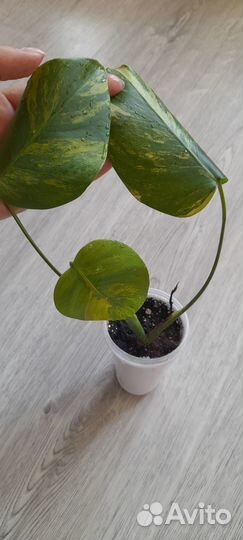 Монстера вариегатная желтая