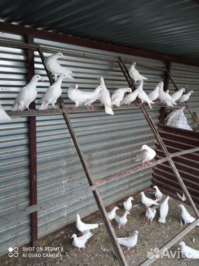 Продажа голубей