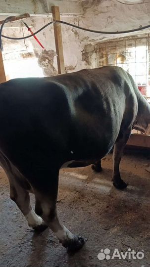 Корова на мясо