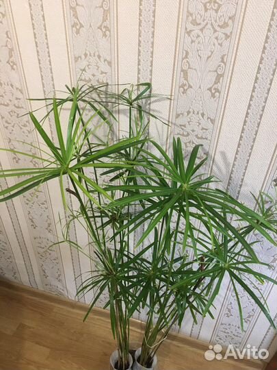 Циперус большой