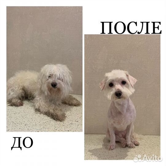 Груминг собак и кошек