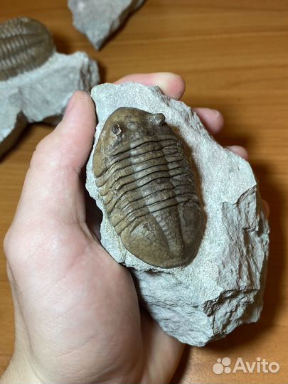 Бюджетные трилобиты