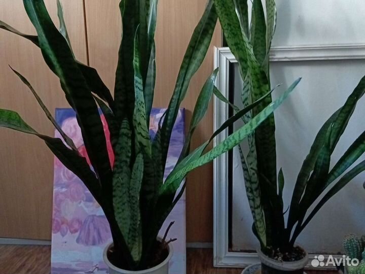 Сансевиерия