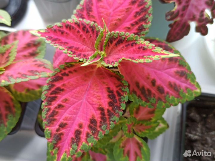 Колеусы вегетативные