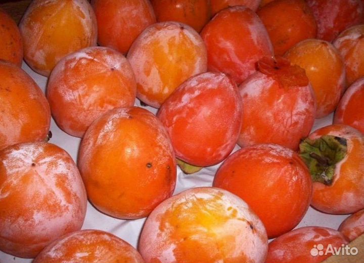 Саженцы Хурмы 