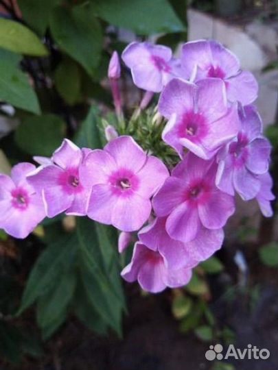 Анютины глазки,ромашка,флоксы и т.д