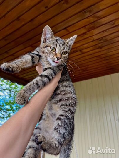 Котенок бесплатно