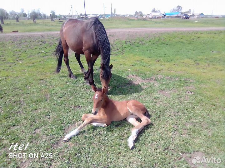 Кобыла с жеребенком