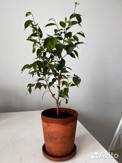 Фикус Бенджамина