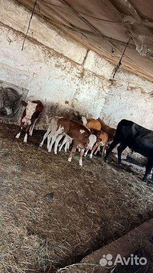 Бычки телки