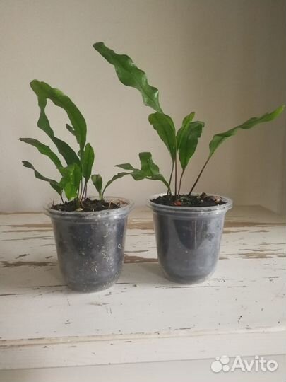 Папоротник Микросорум диверсифолиум