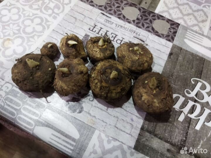 Луковицы каллы, ромашка садовая