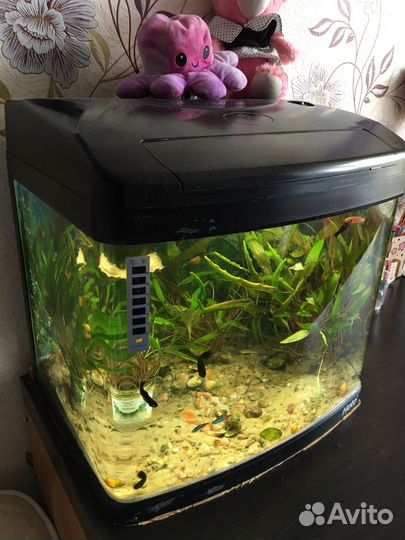 Аквариум