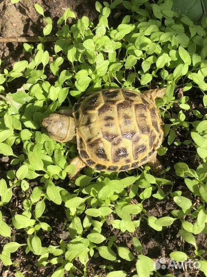 Черепаха сухопутная (Черепашонок)