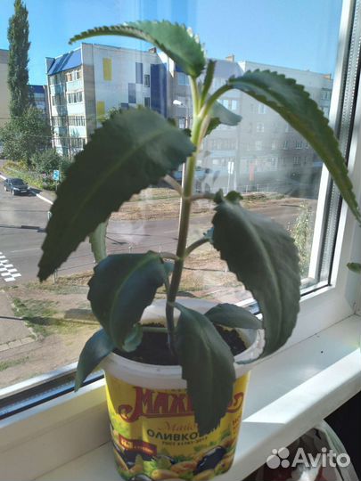 Каланхоэ лечебное