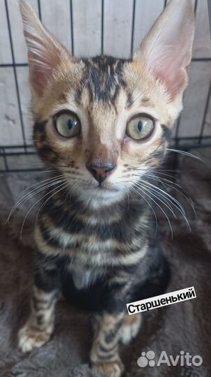 Котята бенгалы