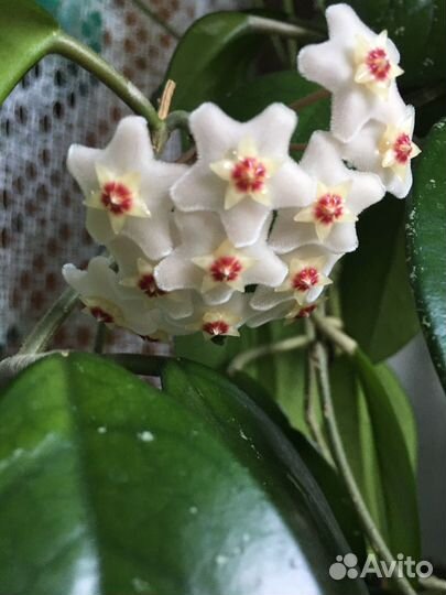 Шеффлера, фуксия, хойя