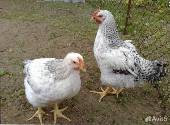 Утки живьем и тушками