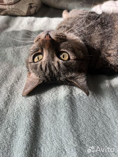 Отдам кота в добрые руки