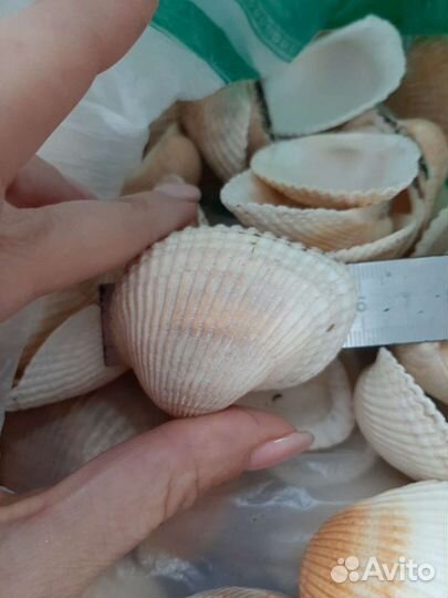 Ракушка Кунарка крупная