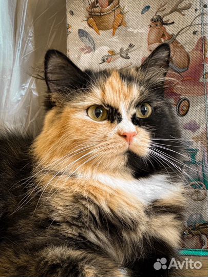 Кошечка трехцветка