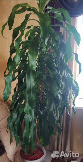 Драцена Юкка