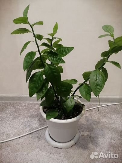 Педилантус