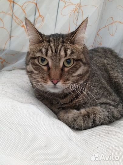 Кот Симба в добрые руки