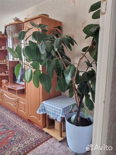 Продам фикус